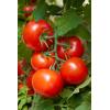Feit Electric 24″/30W Full Spectrum Grow, White(Red)