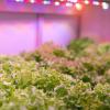 Feit Electric 24″/30W Full Spectrum Grow, White(Red)