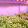 Feit Electric 24″/30W Full Spectrum Grow, White(White)
