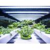 Feit Electric 24″/30W Full Spectrum Grow, White(White)